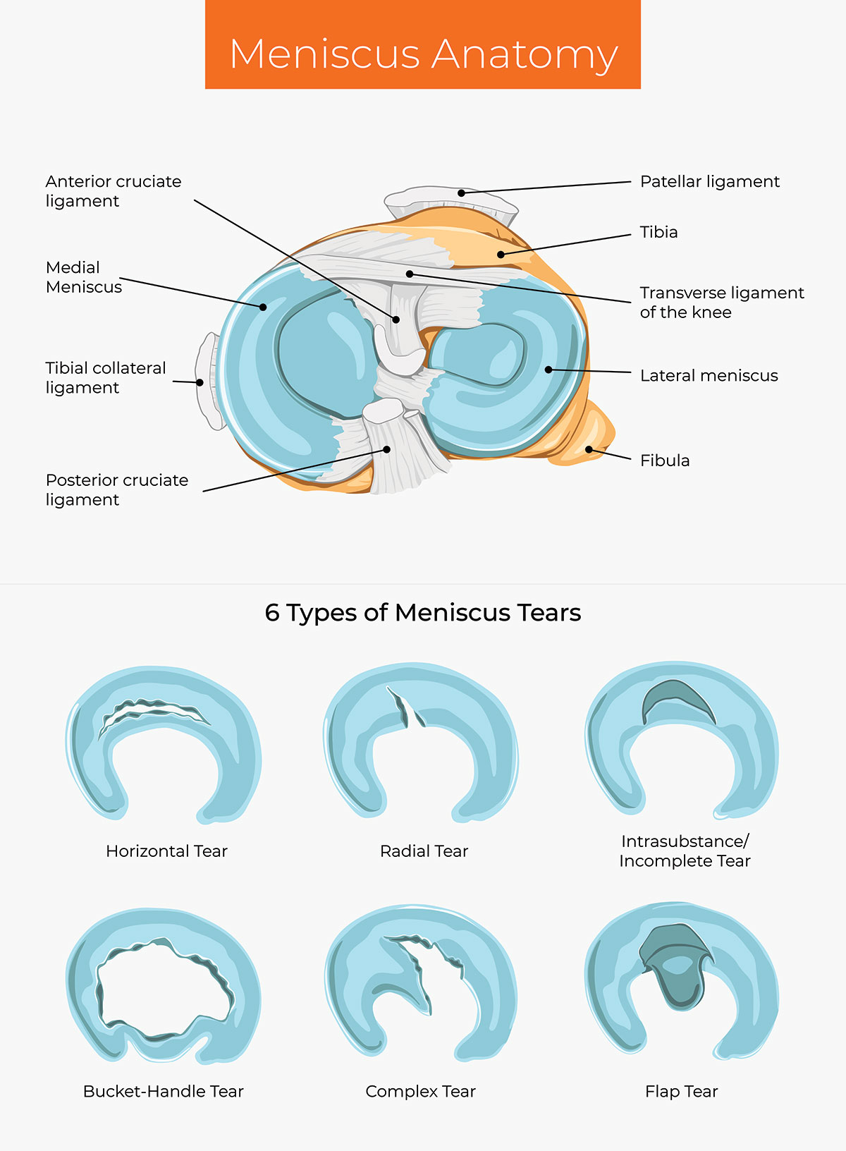 Meniscus Anatomy